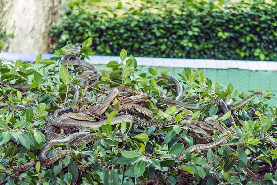 Mekong tour (My Tho - Ben Tre) - Dong Tam Snake Farm